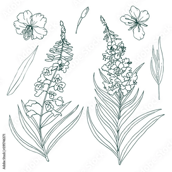 Fototapeta The contour image of the medicinal plant Fireweed. Vector illustration of Chamaenerion angustifolium flowers Isolated on white background.