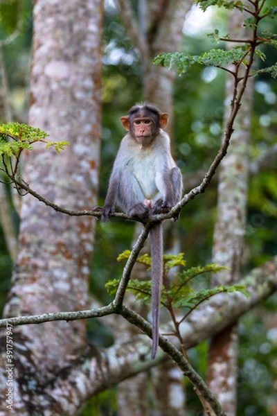 Obraz Baby Monkey sitting on a tree wayand