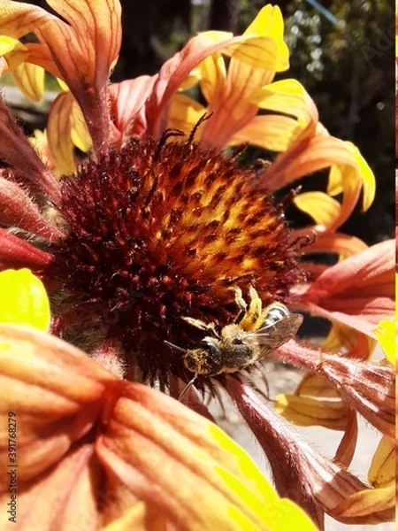 Obraz bee on sunflower