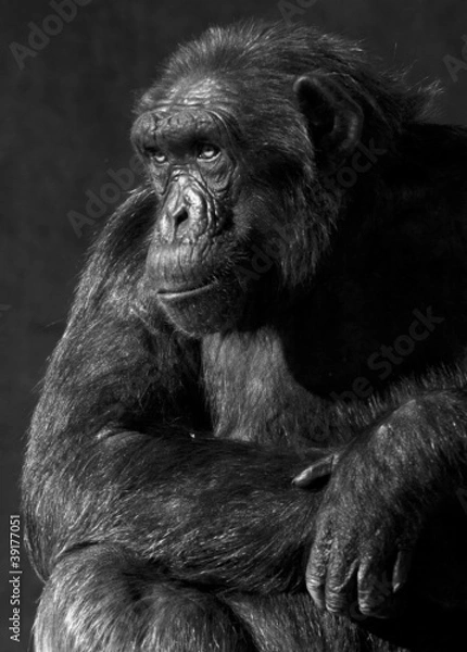 Fototapeta Chimpancé