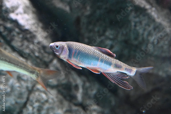 Obraz 大きなヒレがとても美しいオイカワ