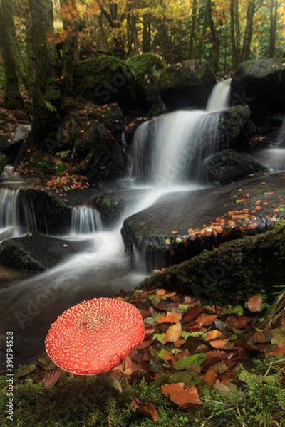 Fototapeta Champignon et cascade à l'automne