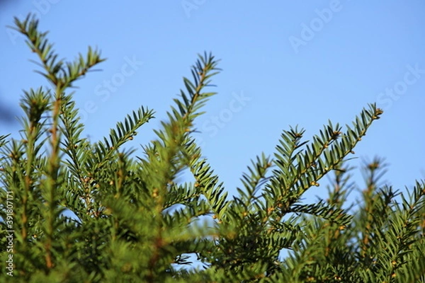 Obraz Pine tree needles and blue sky ( 4209 )
