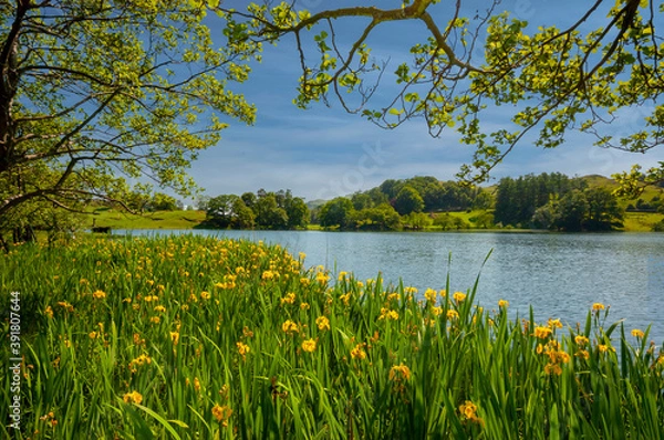 Obraz Golden daffodils