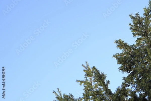 Obraz pine tree leaves and blue sky ( 4216 )