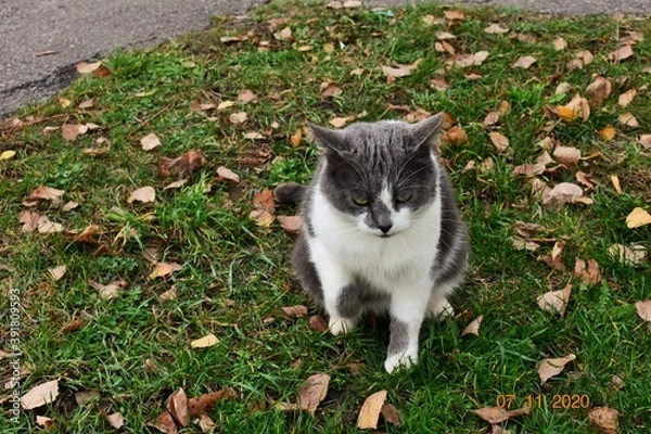 Obraz cat and flowers