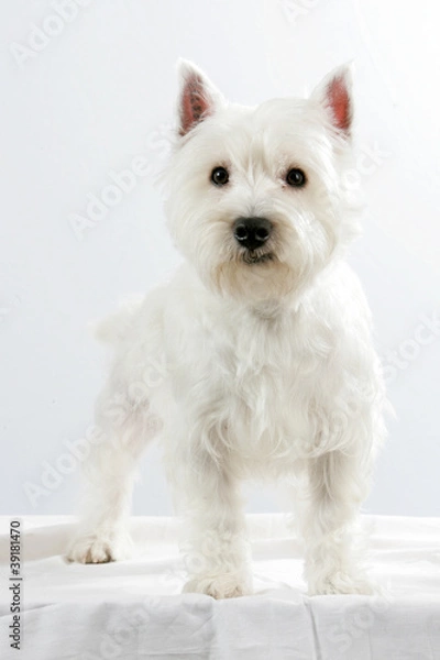 Fototapeta Westie