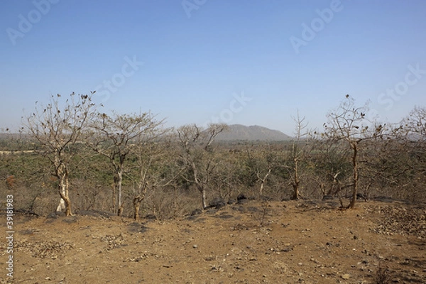 Obraz dry deciduous forest