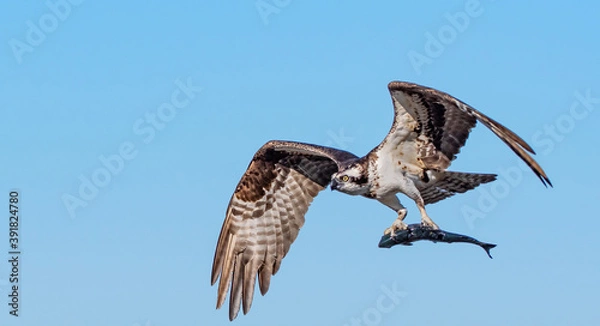 Obraz Osprey With Fish