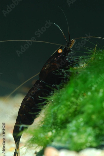 Obraz caridina cantonensis black tiger