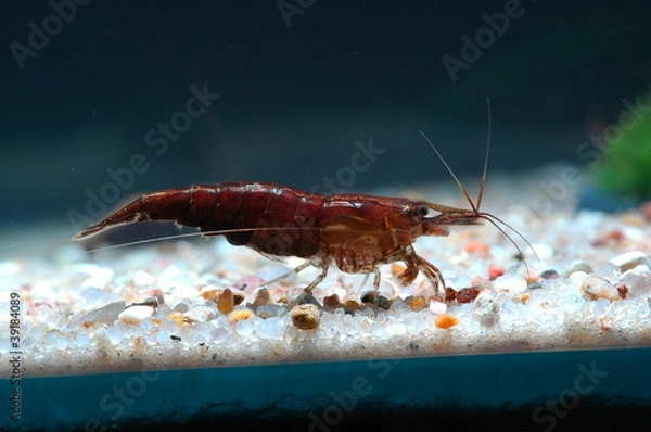 Obraz neocaridina heteropoda sakura choco