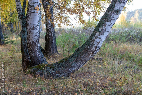 Fototapeta birch trees in the autumn forest in the morning