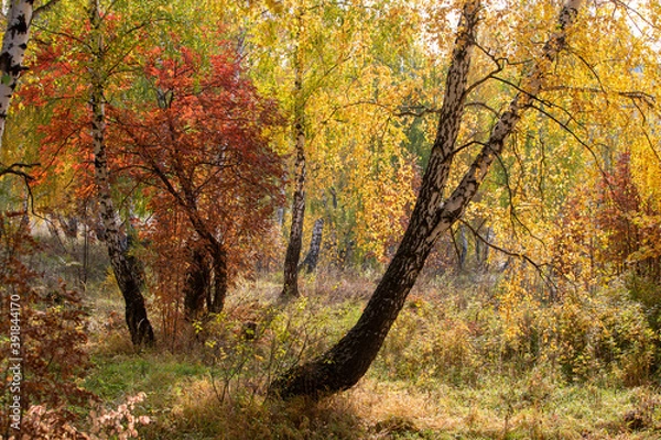 Fototapeta birch trunks and their shadows at the edge of the autumn forest
