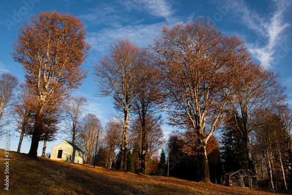 Obraz autumn landscape with trees
