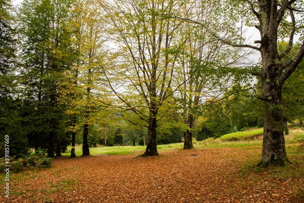 Obraz autumn in the park