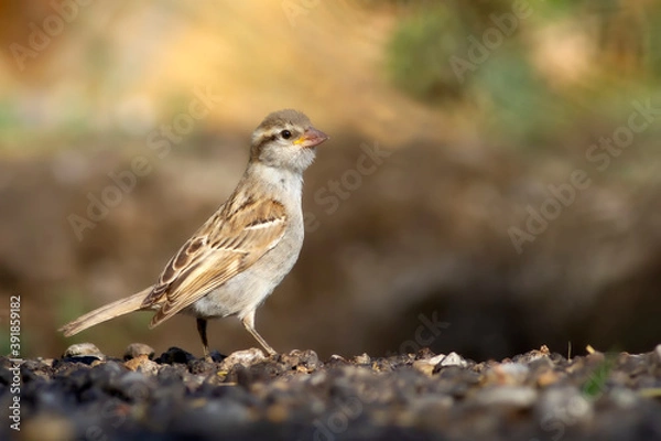 Fototapeta Drinking bird. Nature background. Sparrow.
