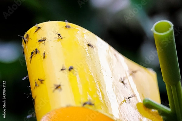 Fototapeta Macro view of fungus gnats stuck to a yellow sticky trap