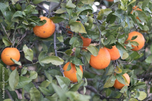 Obraz Campo de naranjo con naranjas listas para coger