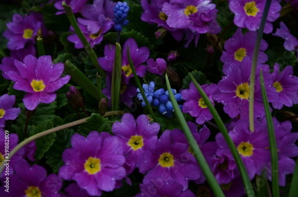 Fototapeta flowers in the garden