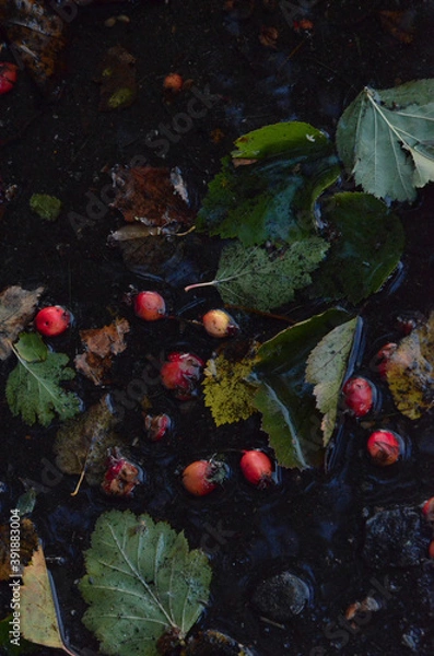 Obraz leaves on water