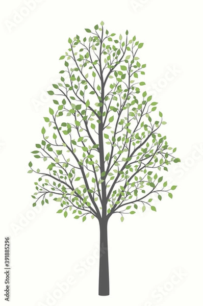 Obraz Tree with green leaves