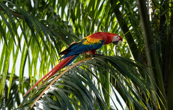 Fototapeta Colorful Parrot, beautiful Scarlet macaw, Ara macao, Wild Red Yellow Blue colored Bird, adorable macaw in Costa Rica sitting on Palm tree leaf with perfect pose, like a statue posing on palm tree
