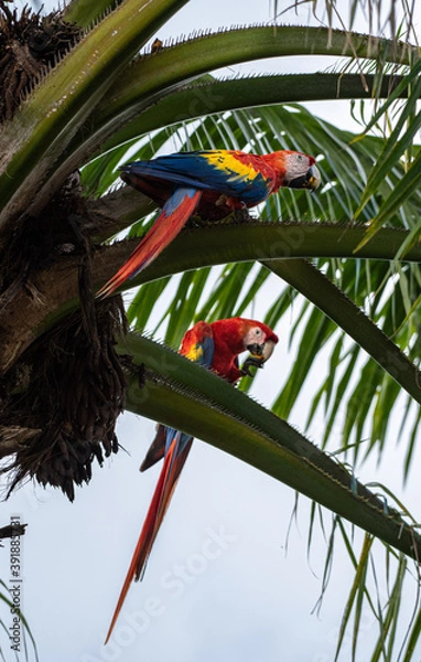 Fototapeta Macaw Pair, Scarlet macaw, Ara macao love, monogamous animals, two Bird Wild Red Yellow Blue colored colorful two adorable beautiful Parrots in Costa Rica sitting on Palm Tree, watching, perfect shot