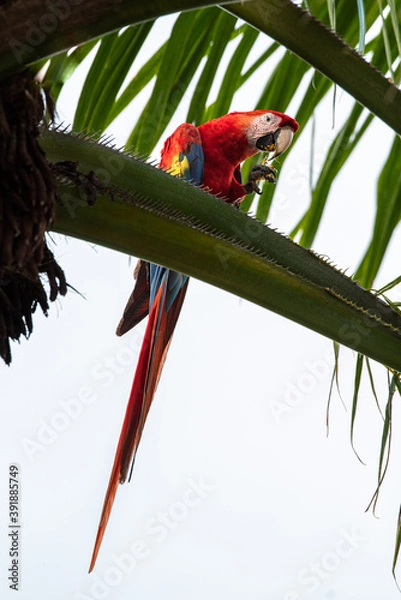 Fototapeta Scarlet macaw Ara macao Wild Red Yellow Blue colored colorful beautiful adorable Parrot Bird in Costa Rica sitting on palm tree leaf looking with fruit dirt on beak and leaves in the back and front