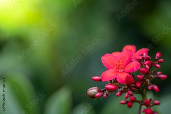 Fototapeta Roses in the garden