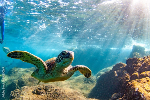 Fototapeta Hawaiian Green sea Turtle cruising in the warm waters of Maui