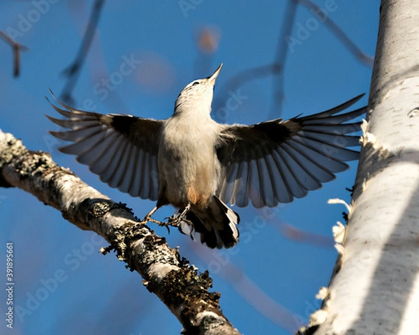 Fototapeta White-Breasted Nuthatch bird photo stock. White-Breasted Nuthatch bird close-up profile view with spread wings and looking towards the blue sky background in its environment and habitat.