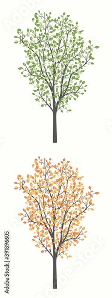 Fototapeta Drawing of a tree with leaves in two versions summer and autumn
