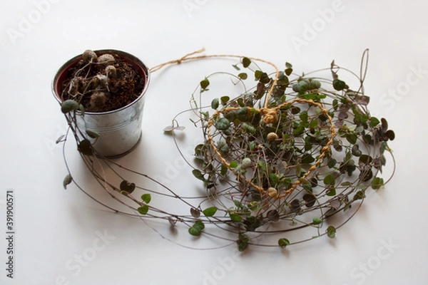 Obraz Ceropegia woodii plant, also known as chain of hearts, with heart shaped thread on white background	
