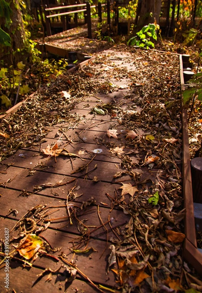 Fototapeta 秋の遊歩道　星置緑地