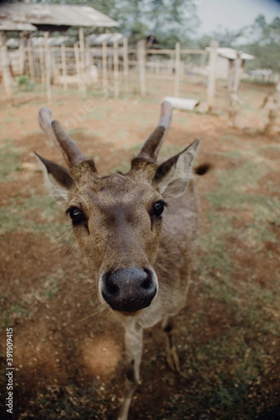 Obraz A Narcissist Deer