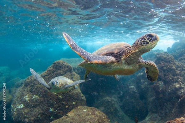 Fototapeta Hawaiian Green sea Turtle cruising in the warm waters of Maui