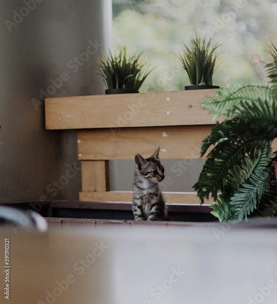 Obraz cat on the table