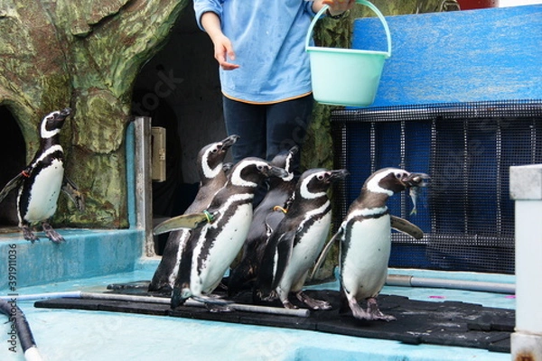 Obraz ペンギンの餌やり