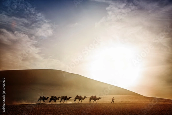 Obraz Camels walking in the desert