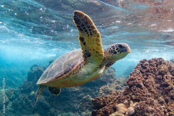 Fototapeta Hawaiian Green sea Turtle cruising in the warm waters of Maui