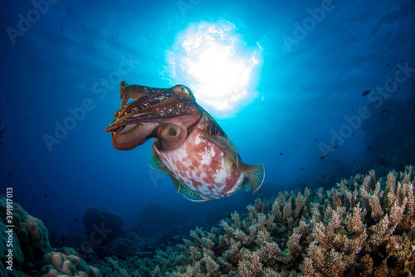 Fototapeta A cuttlefish swims close to healthy hard coral on the reef