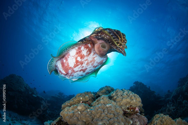 Fototapeta A cuttlefish swims close to healthy hard coral on the reef