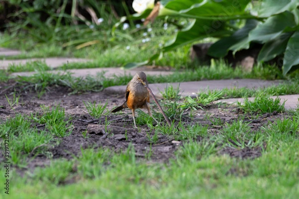 Obraz Zorzal Cazando