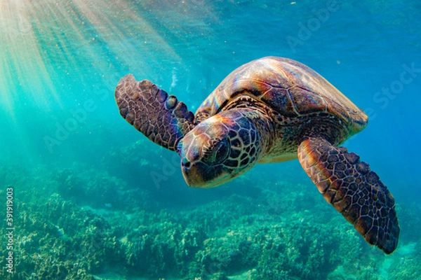 Fototapeta Hawaiian Green sea Turtle cruising in the warm waters of Maui