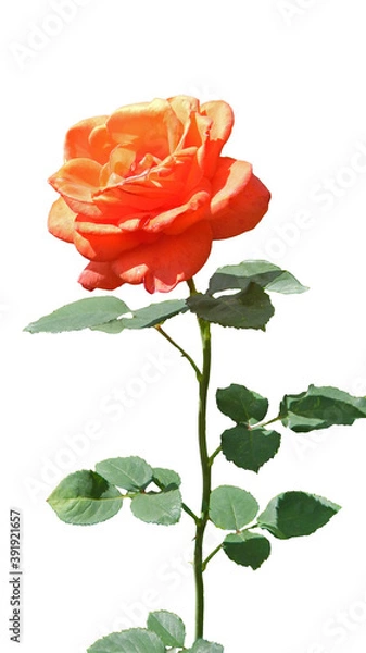 Obraz red rose isolated on white background