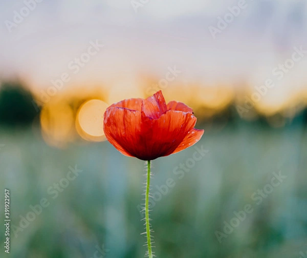 Obraz Czerwony Poppy Flower o zachodzie słońca na letnim polu