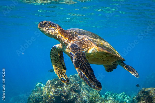 Fototapeta Hawaiian Green sea Turtle cruising in the warm waters of Maui