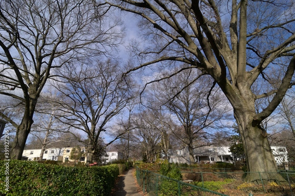 Fototapeta ニューディール政策によって開発されたアメリカの郊外住宅地：グリーンベルトの街並み