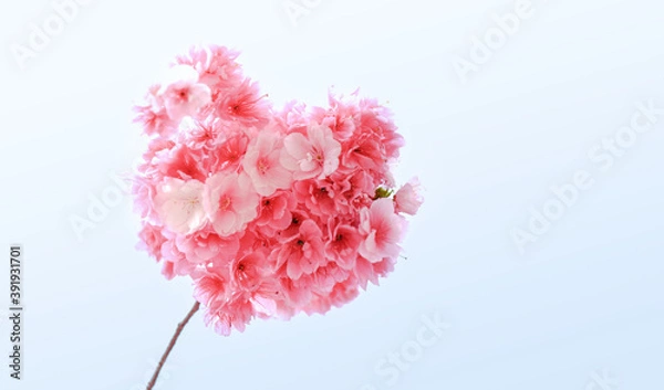 Obraz Pink cherry blossom closeup in bloom in spring 