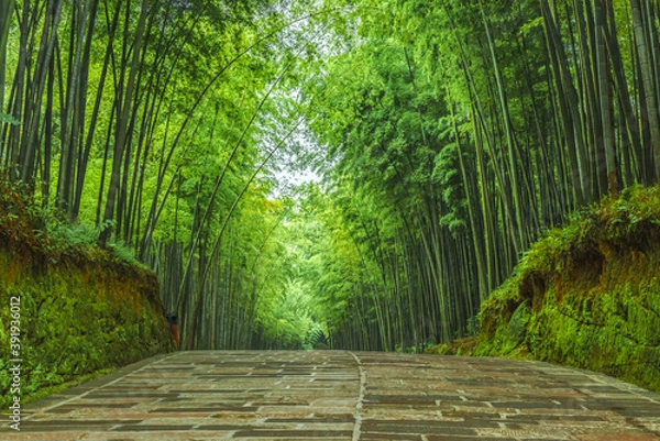 Obraz Stone road in the bamboo forest